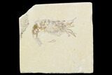 Cretaceous Fossil Shrimp - Lebanon #107550-1